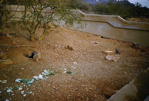 1960s 15