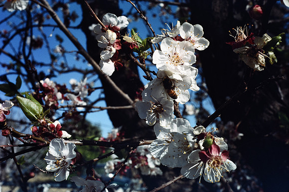 197? 06 blossoms