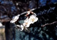197? 07 blossoms