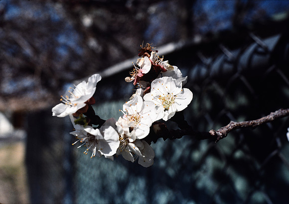 197? 07 blossoms
