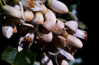 197? 09 blossoms