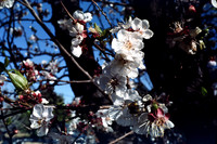 197? 05 blossoms