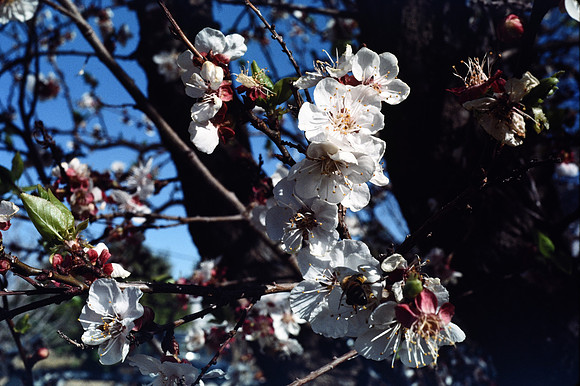 197? 05 blossoms