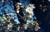 197? 02 blossoms