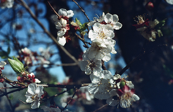 197? 02 blossoms