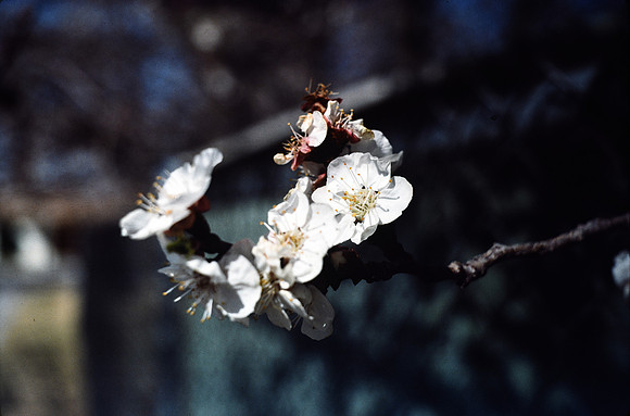 197? 08 blossoms