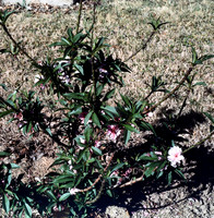 197? 01 blossoms