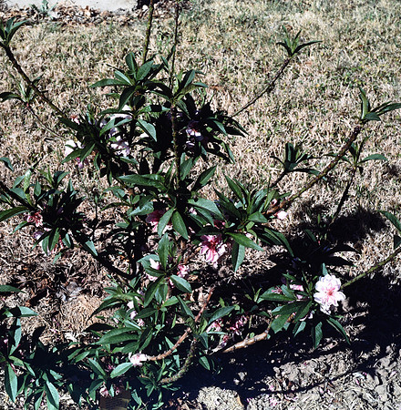 197? 01 blossoms