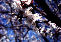 197? 03 blossoms