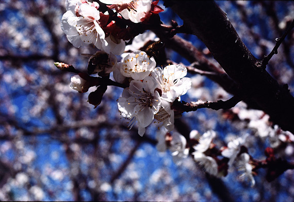 197? 03 blossoms