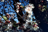 197? 04 blossoms