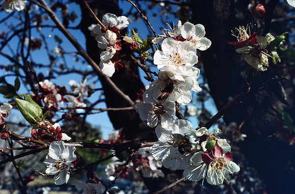 197? 04 blossoms