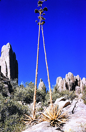 1950s 083