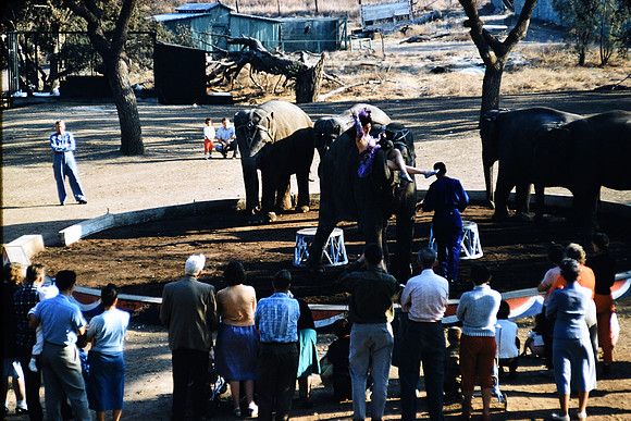 1950s 099