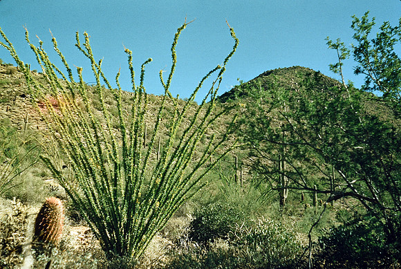 1950s 076