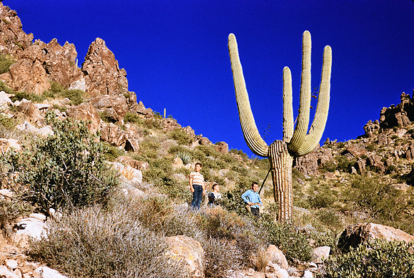 1950s 081